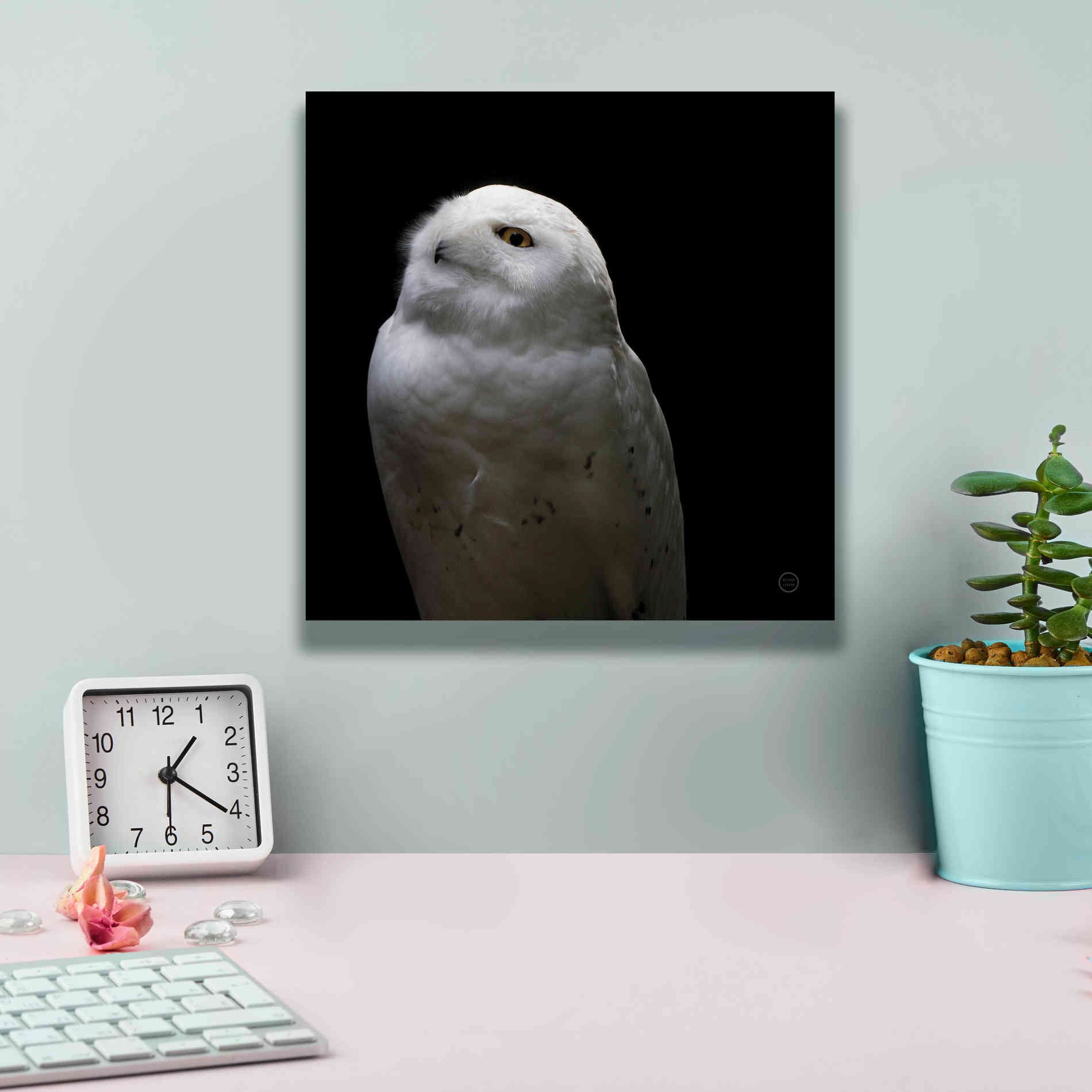 'Snowy Owl Looks to the Sun' by Nathan Larson, Canvas Wall Art,12 x 12