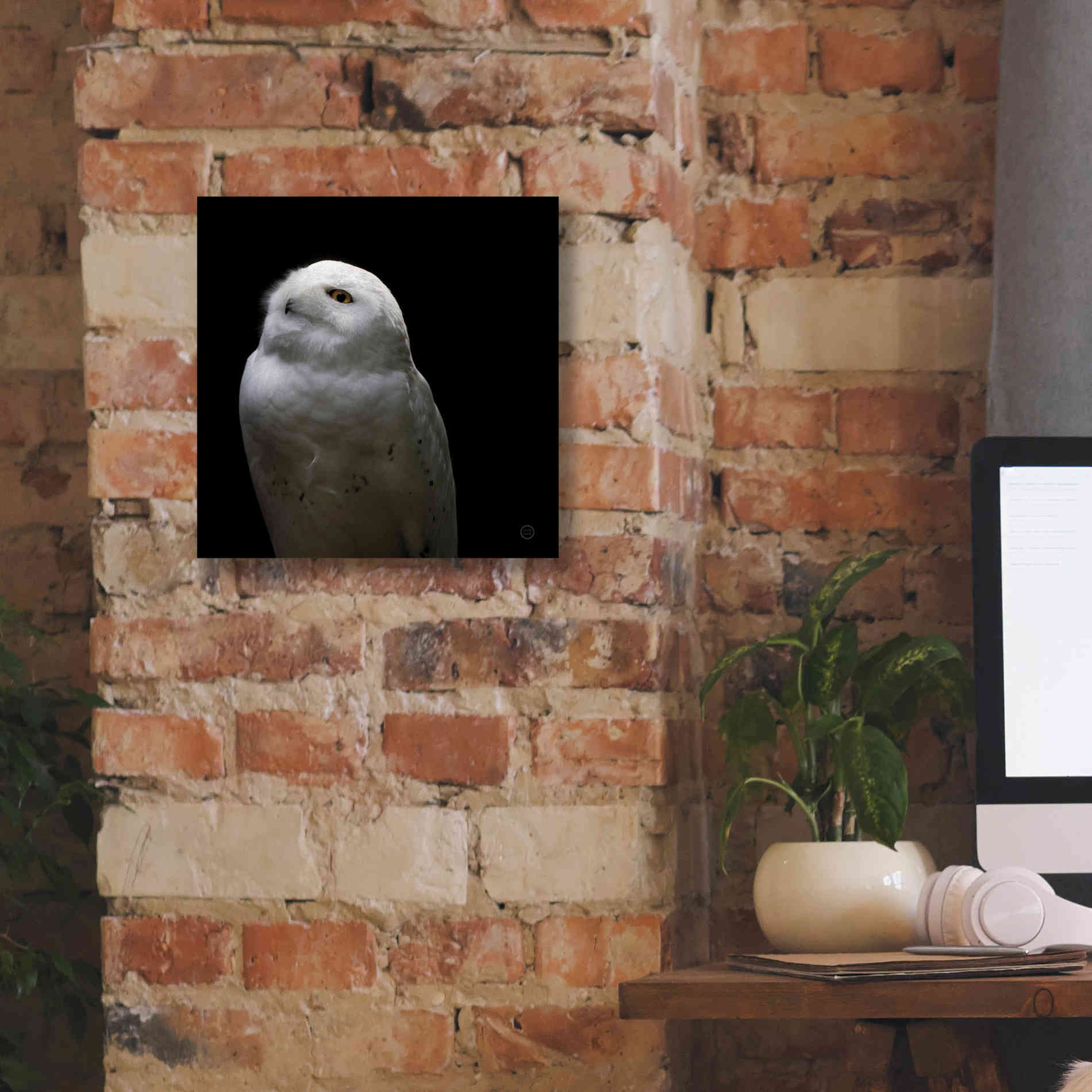 'Snowy Owl Looks to the Sun' by Nathan Larson, Canvas Wall Art,12 x 12