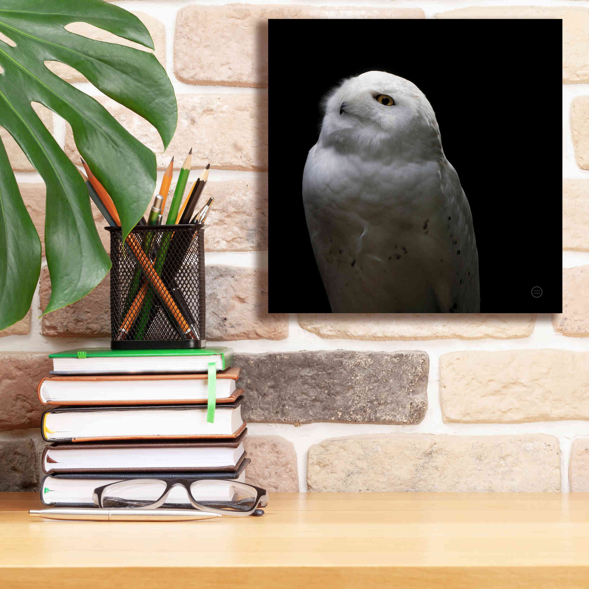 'Snowy Owl Looks to the Sun' by Nathan Larson, Canvas Wall Art,12 x 12