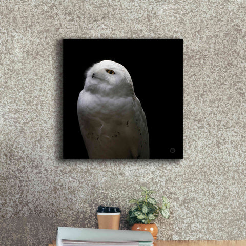 Image of 'Snowy Owl Looks to the Sun' by Nathan Larson, Canvas Wall Art,18 x 18