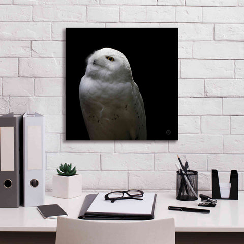 Image of 'Snowy Owl Looks to the Sun' by Nathan Larson, Canvas Wall Art,18 x 18