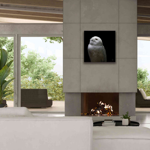 Image of 'Snowy Owl Looks to the Sun' by Nathan Larson, Canvas Wall Art,26 x 26