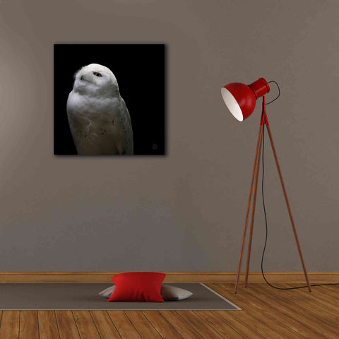 Image of 'Snowy Owl Looks to the Sun' by Nathan Larson, Canvas Wall Art,26 x 26
