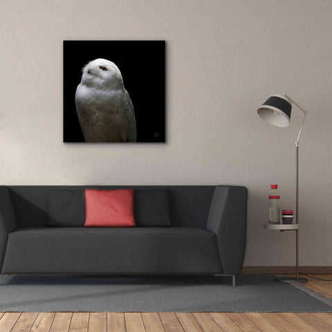 Image of 'Snowy Owl Looks to the Sun' by Nathan Larson, Canvas Wall Art,37 x 37