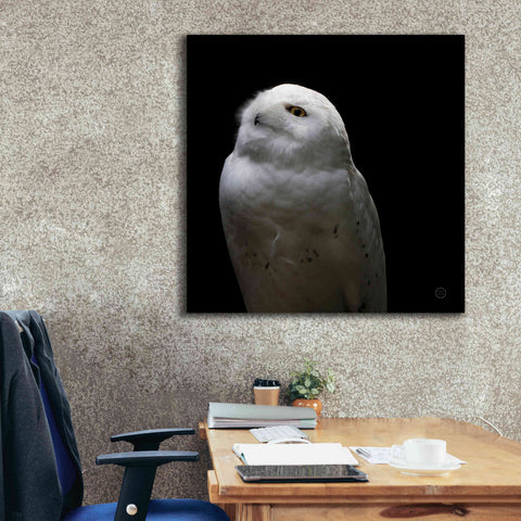 Image of 'Snowy Owl Looks to the Sun' by Nathan Larson, Canvas Wall Art,37 x 37