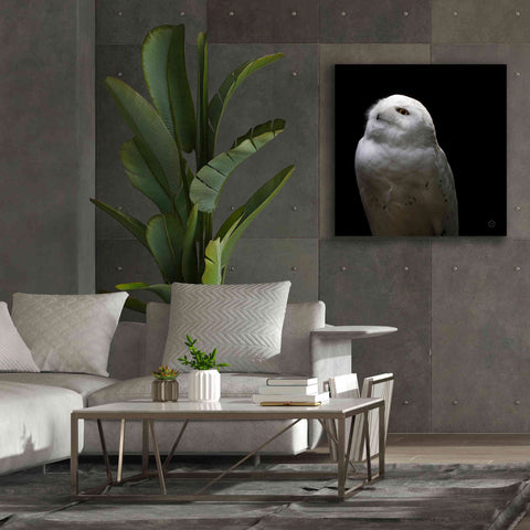 Image of 'Snowy Owl Looks to the Sun' by Nathan Larson, Canvas Wall Art,37 x 37