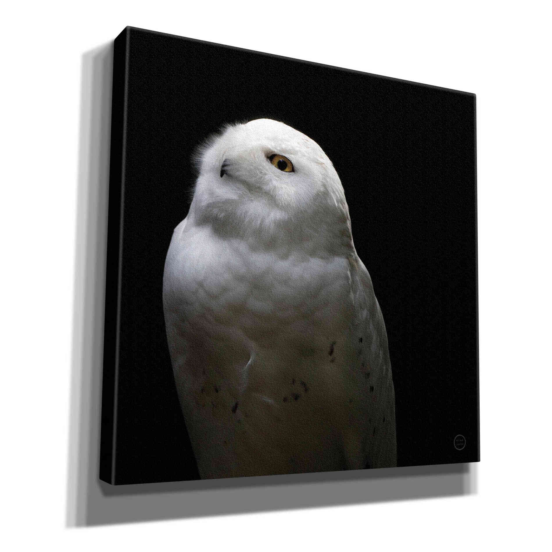 'Snowy Owl Looks to the Sun' by Nathan Larson, Canvas Wall Art