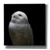 'Snowy Owl Looks to the Sun' by Nathan Larson, Canvas Wall Art