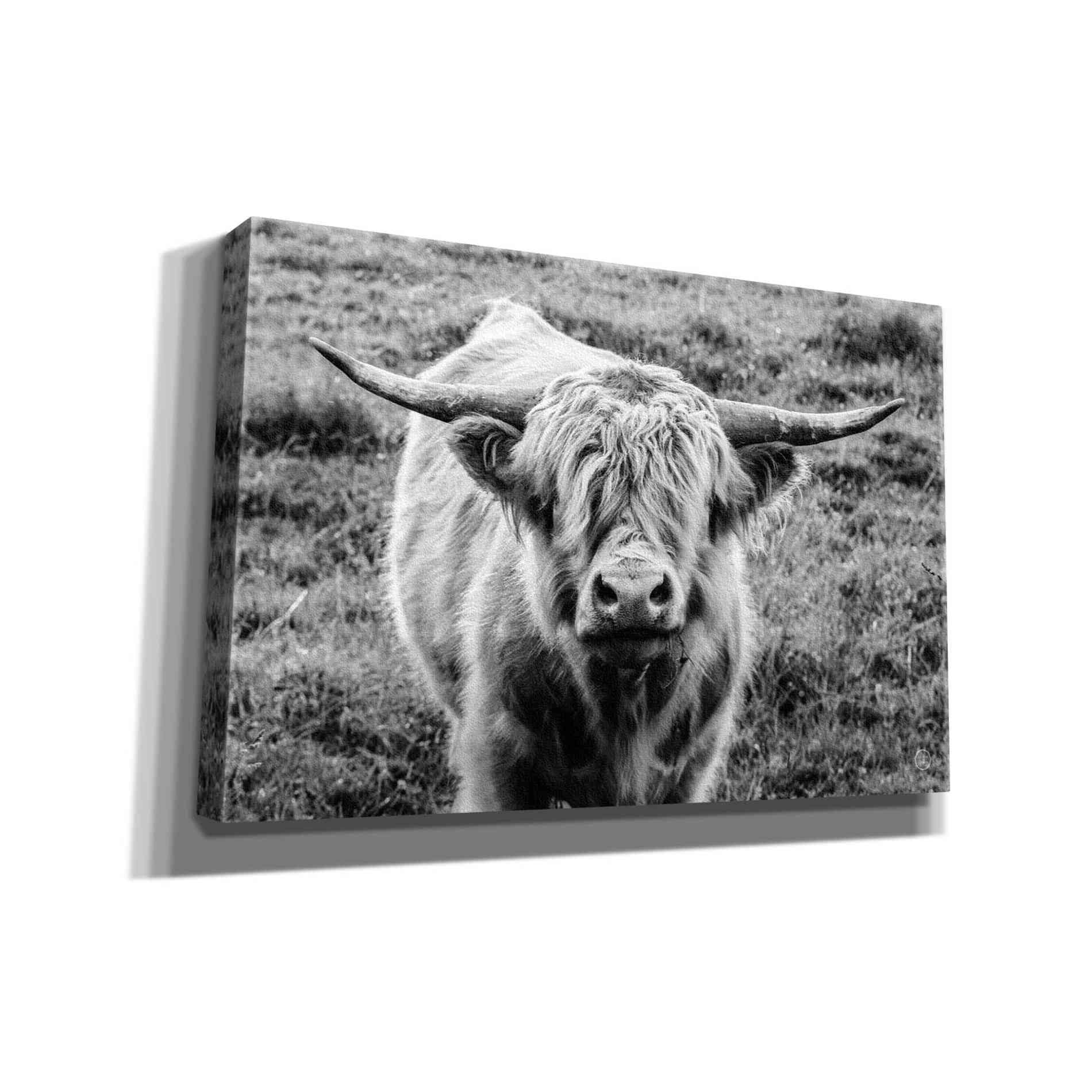 'Highland Cow Staring Contest' by Nathan Larson, Canvas Wall Art