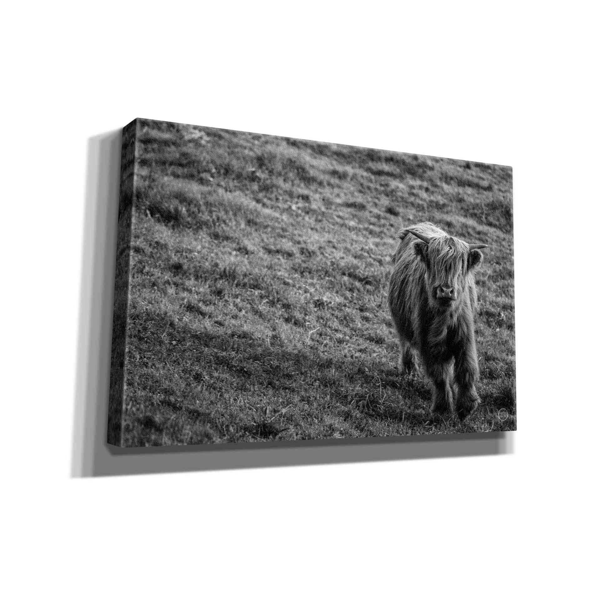 'Highland Cow Calf in the Wind' by Nathan Larson, Canvas Wall Art