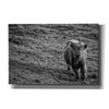 'Highland Cow Calf in the Wind' by Nathan Larson, Canvas Wall Art