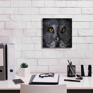 'Great Grey Owl' by Nathan Larson, Canvas Wall Art,12 x 12