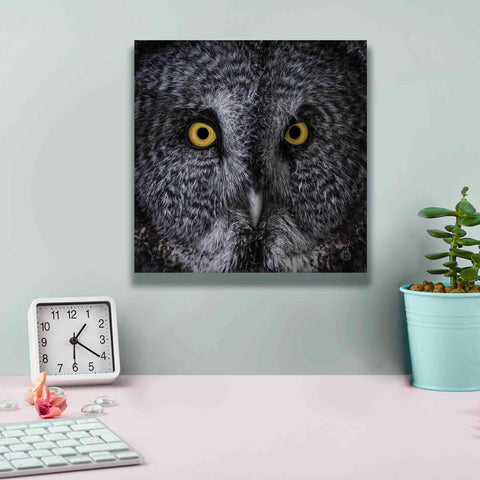 Image of 'Great Grey Owl' by Nathan Larson, Canvas Wall Art,12 x 12