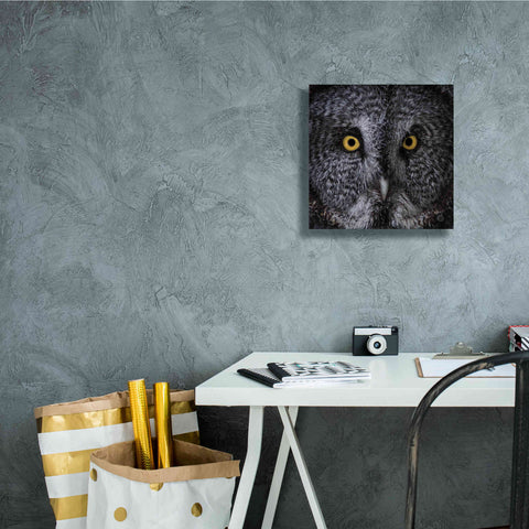 Image of 'Great Grey Owl' by Nathan Larson, Canvas Wall Art,12 x 12