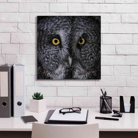 Image of 'Great Grey Owl' by Nathan Larson, Canvas Wall Art,18 x 18