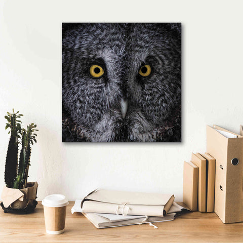 Image of 'Great Grey Owl' by Nathan Larson, Canvas Wall Art,18 x 18