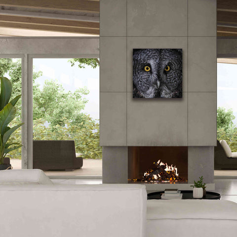 Image of 'Great Grey Owl' by Nathan Larson, Canvas Wall Art,26 x 26