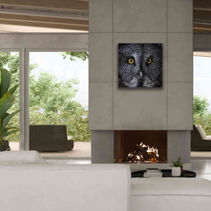 'Great Grey Owl' by Nathan Larson, Canvas Wall Art,26 x 26
