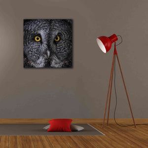 'Great Grey Owl' by Nathan Larson, Canvas Wall Art,26 x 26