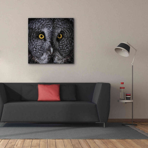 Image of 'Great Grey Owl' by Nathan Larson, Canvas Wall Art,37 x 37