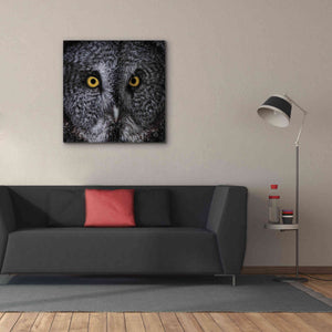 'Great Grey Owl' by Nathan Larson, Canvas Wall Art,37 x 37