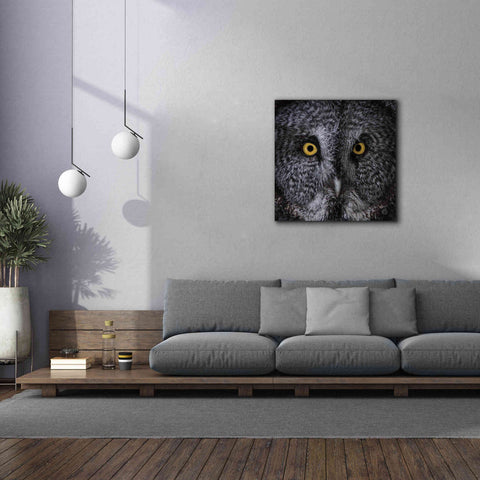 Image of 'Great Grey Owl' by Nathan Larson, Canvas Wall Art,37 x 37