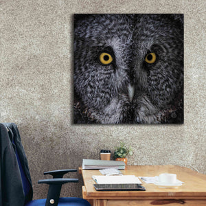 'Great Grey Owl' by Nathan Larson, Canvas Wall Art,37 x 37