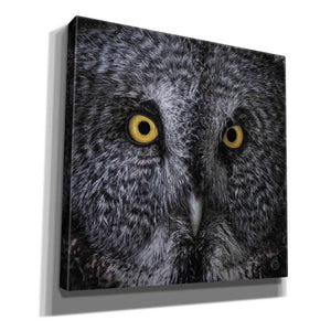 'Great Grey Owl' by Nathan Larson, Canvas Wall Art