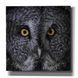 'Great Grey Owl' by Nathan Larson, Canvas Wall Art