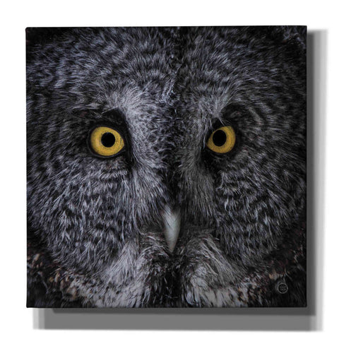 Image of 'Great Grey Owl' by Nathan Larson, Canvas Wall Art