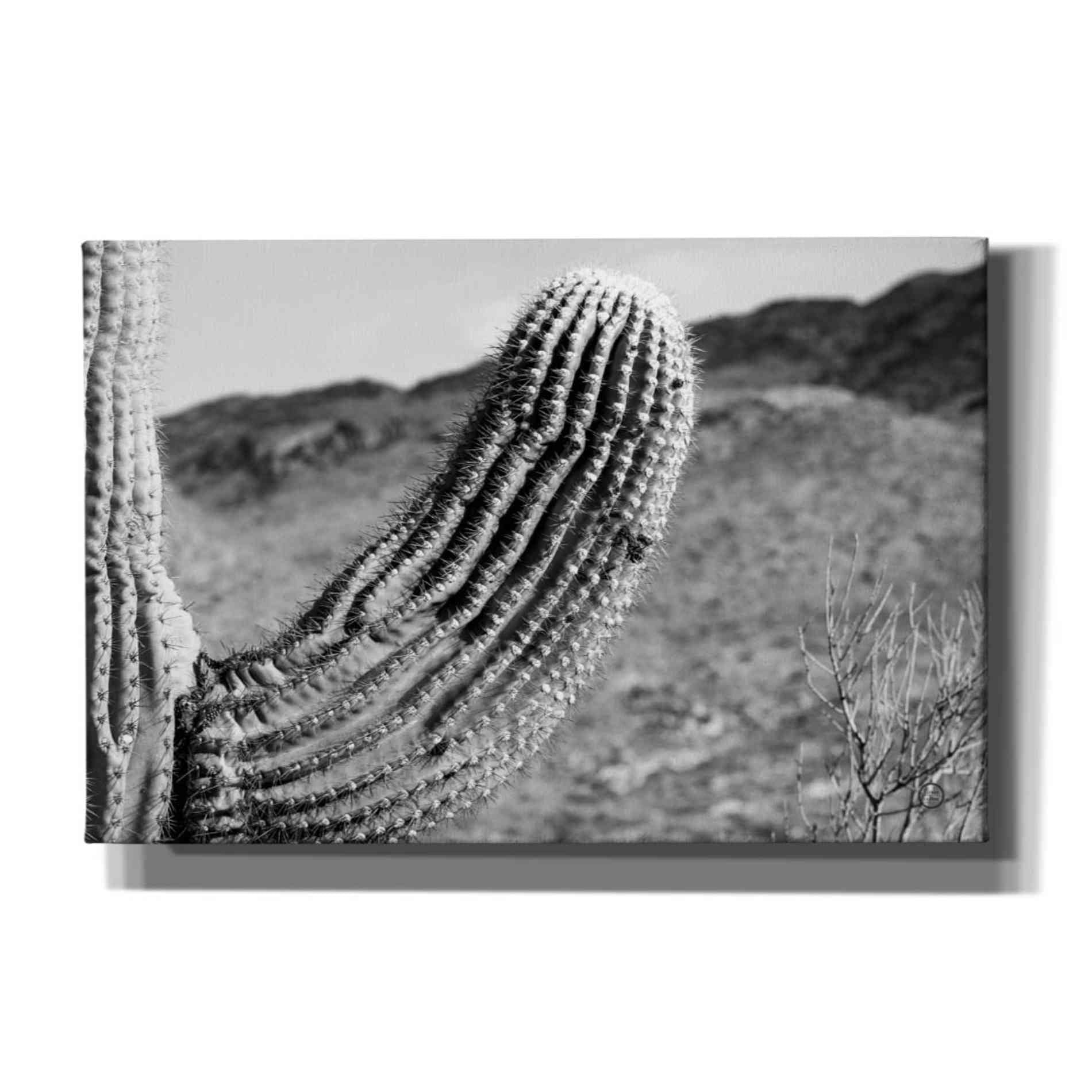 'Saguaro' by Nathan Larson, Canvas Wall Art