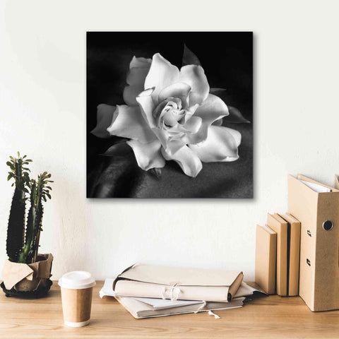 Image of 'Gardenia' by Debra Van Swearingen, Canvas Wall Art,18 x 18