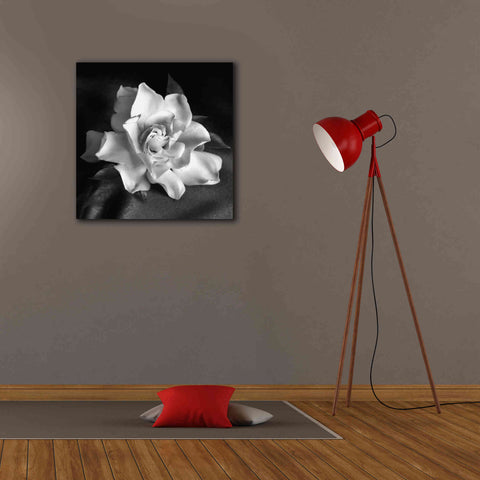Image of 'Gardenia' by Debra Van Swearingen, Canvas Wall Art,26 x 26