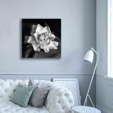 Image of 'Gardenia' by Debra Van Swearingen, Canvas Wall Art,37 x 37