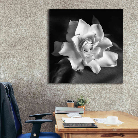 Image of 'Gardenia' by Debra Van Swearingen, Canvas Wall Art,37 x 37