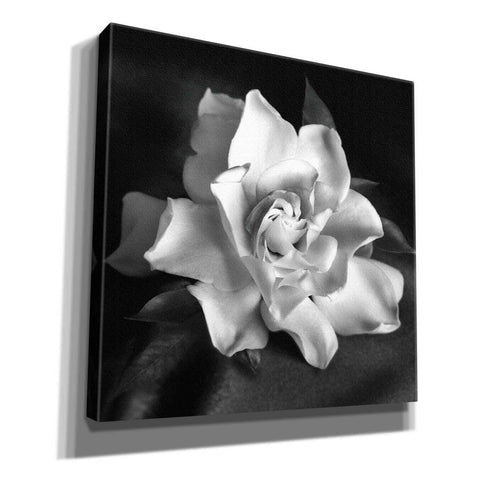 Image of 'Gardenia' by Debra Van Swearingen, Canvas Wall Art,12x12x1.1x0,18x18x1.1x0,26x26x1.74x0,37x37x1.74x0