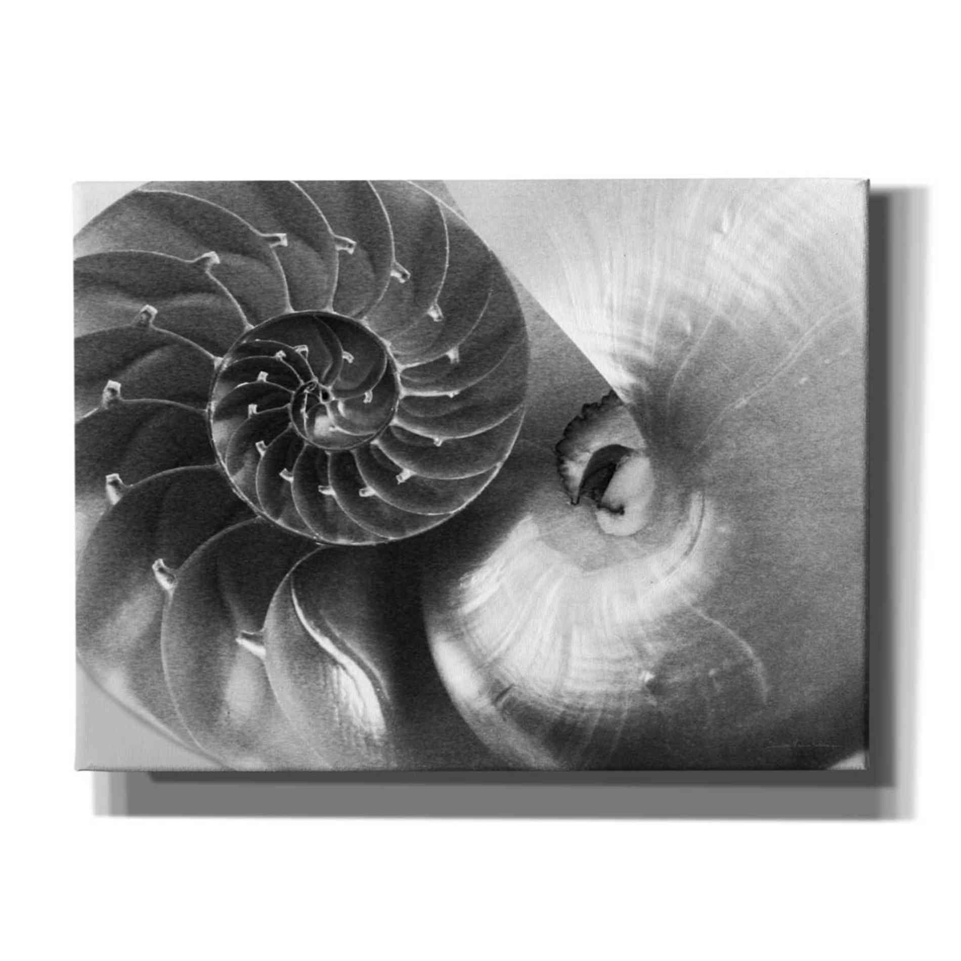 'Nautilus Yin Yang' by Debra Van Swearingen, Canvas Wall Art,16x12x1.1x0,26x18x1.1x0,34x26x1.74x0,54x40x1.74x0