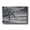 'Trees Fence II' by Debra Van Swearingen, Canvas Wall Art,18x12x1.1x0,26x18x1.1x0,40x26x1.74x0,60x40x1.74x0