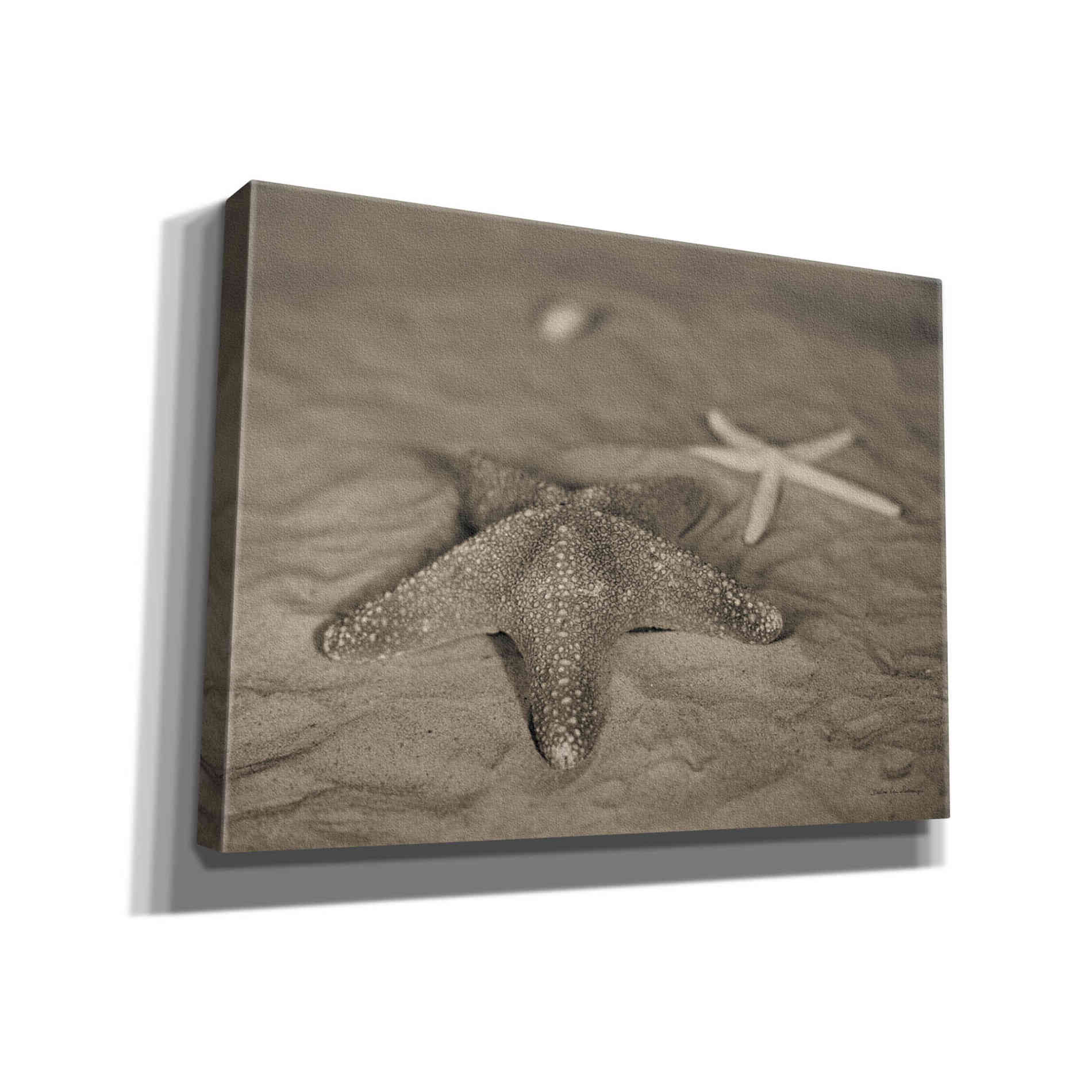 'Starfish II' by Debra Van Swearingen, Canvas Wall Art,16x12x1.1x0,26x18x1.1x0,34x26x1.74x0,54x40x1.74x0