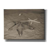 'Starfish II' by Debra Van Swearingen, Canvas Wall Art,16x12x1.1x0,26x18x1.1x0,34x26x1.74x0,54x40x1.74x0