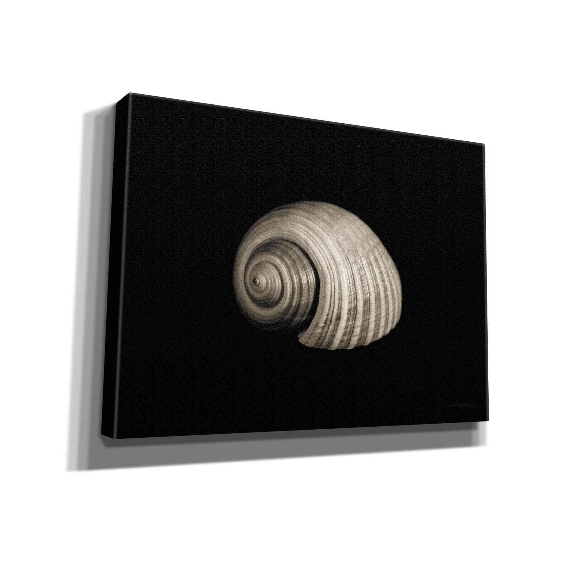 'Tonna' by Debra Van Swearingen, Canvas Wall Art,16x12x1.1x0,26x18x1.1x0,34x26x1.74x0,54x40x1.74x0