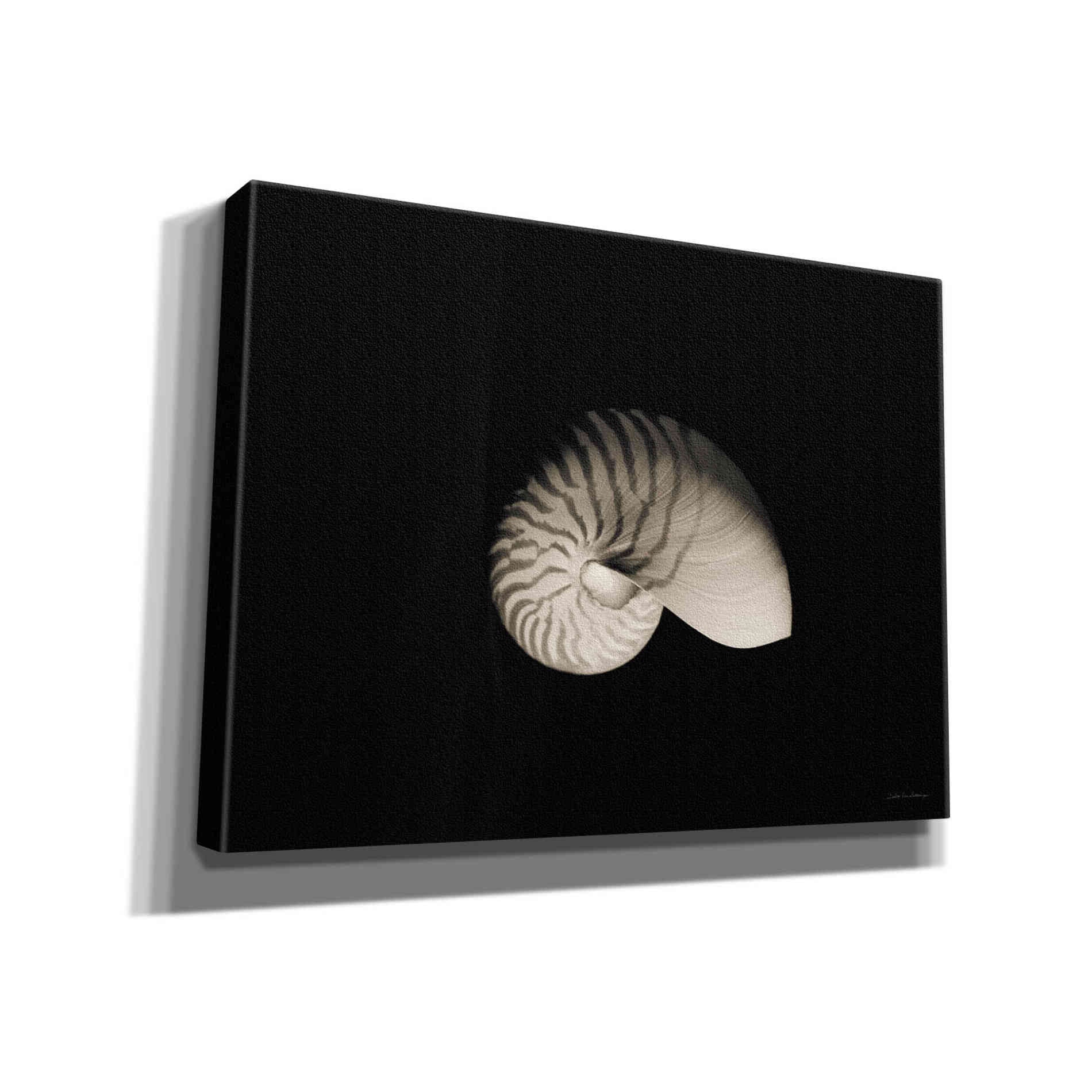 'Nautilus I' by Debra Van Swearingen, Canvas Wall Art,16x12x1.1x0,26x18x1.1x0,34x26x1.74x0,54x40x1.74x0