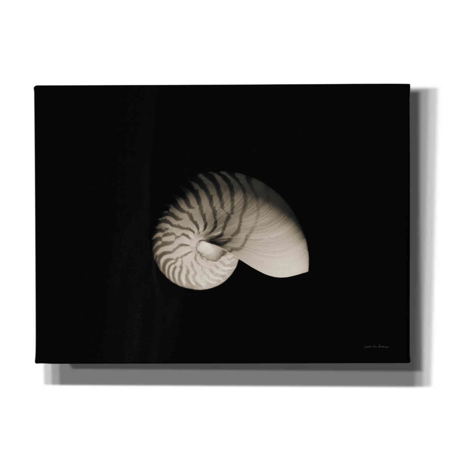 'Nautilus I' by Debra Van Swearingen, Canvas Wall Art,16x12x1.1x0,26x18x1.1x0,34x26x1.74x0,54x40x1.74x0