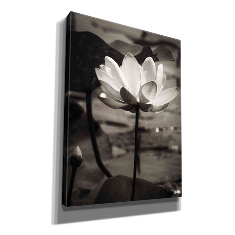 Image of 'Lotus Flower IX' by Debra Van Swearingen, Canvas Wall Art,12x16x1.1x0,18x26x1.1x0,26x34x1.74x0,40x54x1.74x0