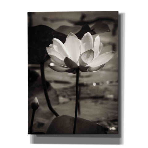 Image of 'Lotus Flower IX' by Debra Van Swearingen, Canvas Wall Art,12x16x1.1x0,18x26x1.1x0,26x34x1.74x0,40x54x1.74x0