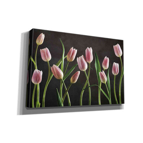 Image of 'Spring Tulips IX' by Debra Van Swearingen, Canvas Wall Art,18x12x1.1x0,26x18x1.1x0,40x26x1.74x0,60x40x1.74x0