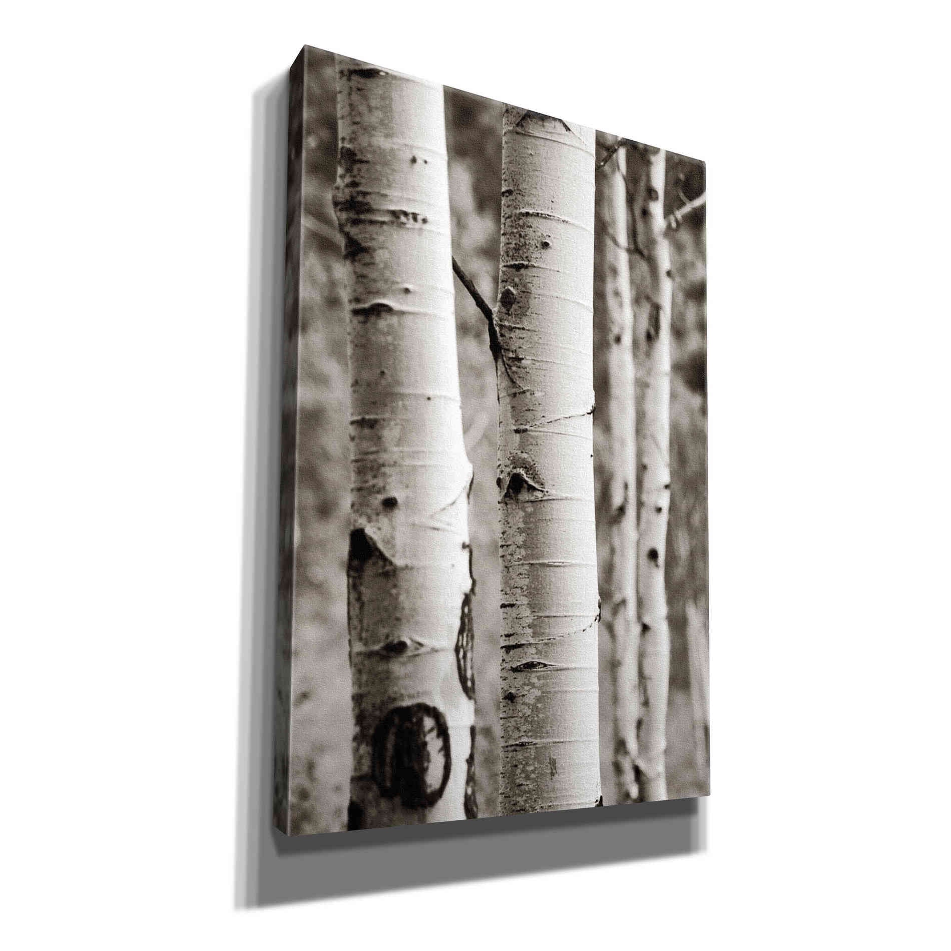 'Aspens I' by Debra Van Swearingen, Canvas Wall Art,12x18x1.1x0,18x26x1.1x0,26x40x1.74x0,40x60x1.74x0