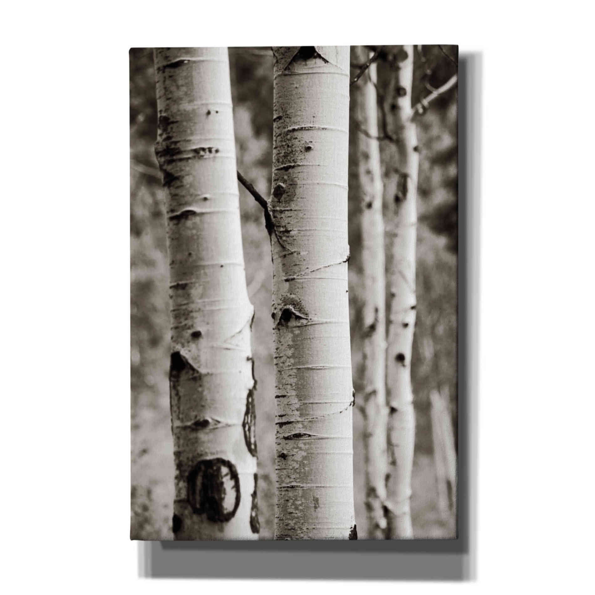 'Aspens I' by Debra Van Swearingen, Canvas Wall Art,12x18x1.1x0,18x26x1.1x0,26x40x1.74x0,40x60x1.74x0
