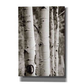'Aspens I' by Debra Van Swearingen, Canvas Wall Art,12x18x1.1x0,18x26x1.1x0,26x40x1.74x0,40x60x1.74x0