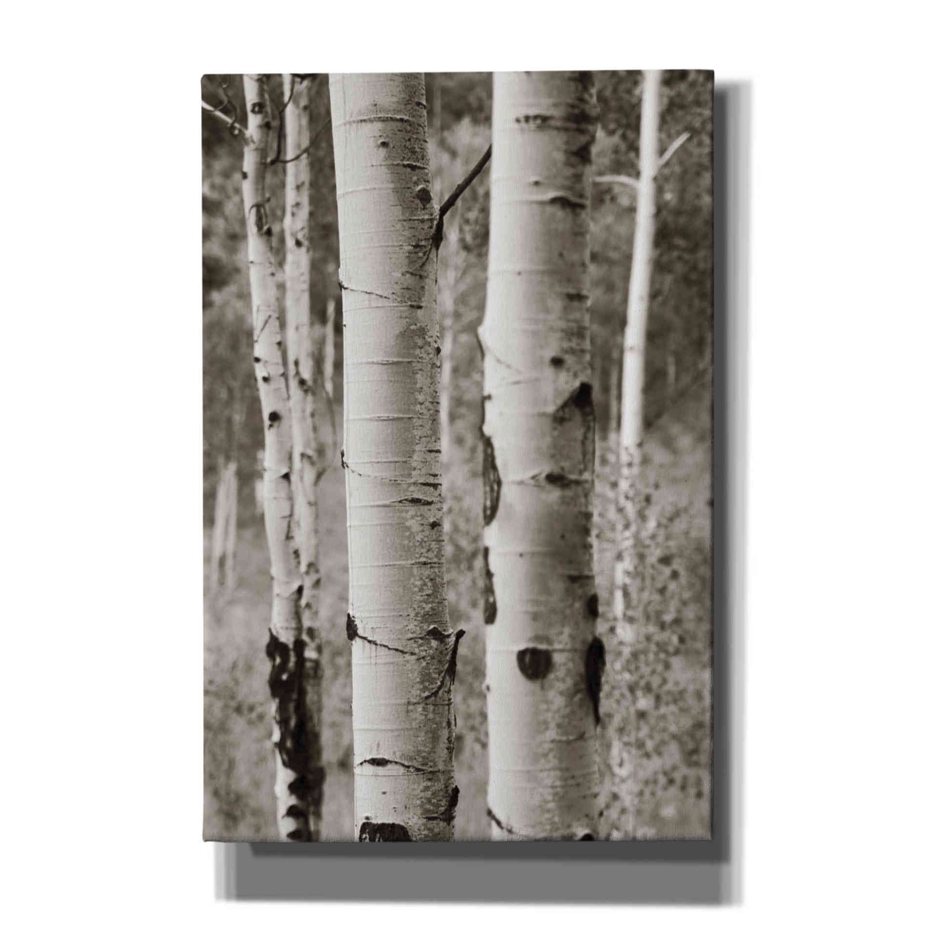 'Aspens II' by Debra Van Swearingen, Canvas Wall Art,12x18x1.1x0,18x26x1.1x0,26x40x1.74x0,40x60x1.74x0